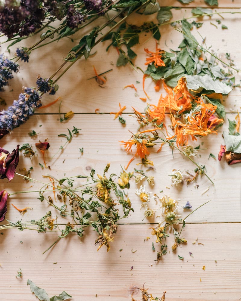 Nature morte de plantes médicinales séchées et fleurs, mortier en pierre — évocation de l'herbier vivant du phytothérapeute
